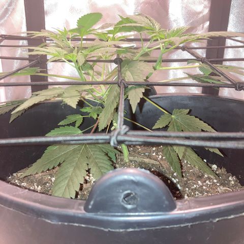 Karen growlog timeline photo