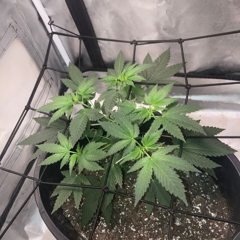 Karen growlog timeline photo