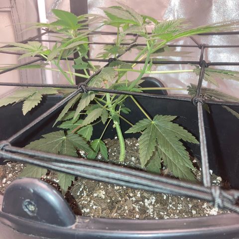 Karen growlog timeline photo