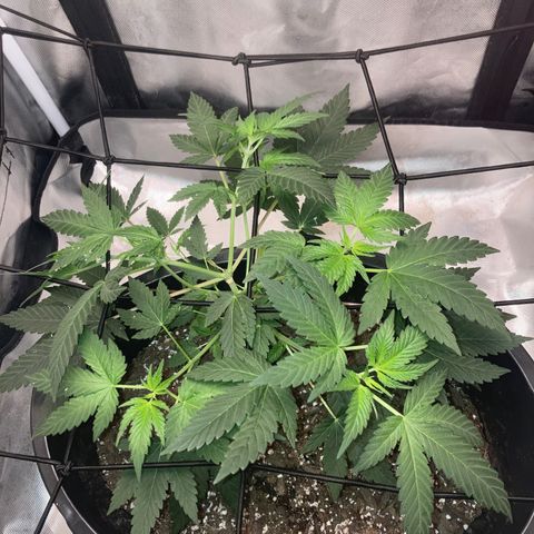 Karen growlog timeline photo