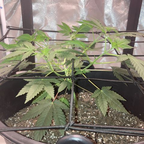 Karen growlog timeline photo