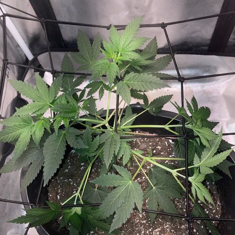 Karen growlog photo: Canopy roughly 8in. Stretching a lot. 6 tops
