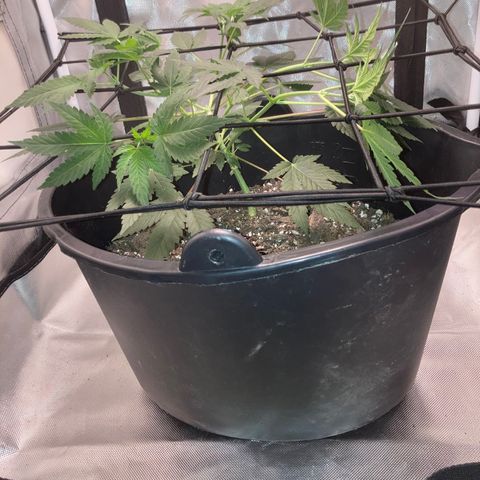 Karen growlog photo: Canopy roughly 8in. Stretching a lot. 6 tops