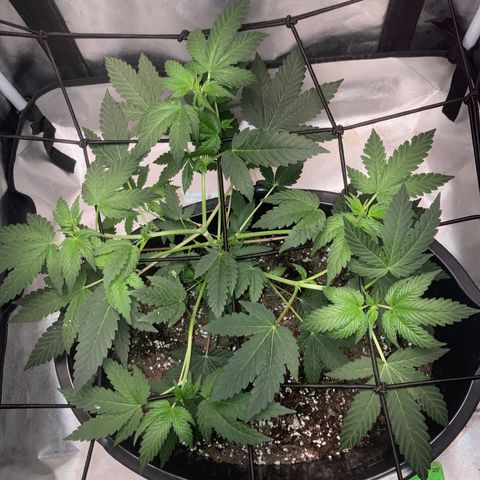 Karen growlog timeline photo