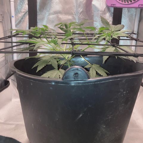 Karen growlog timeline photo