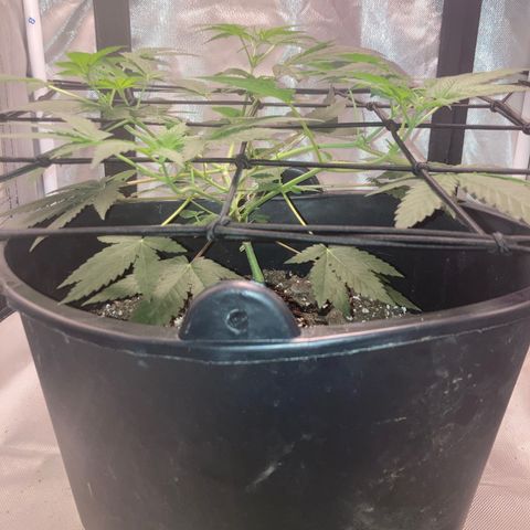 Karen growlog photo: First signs of pistons 