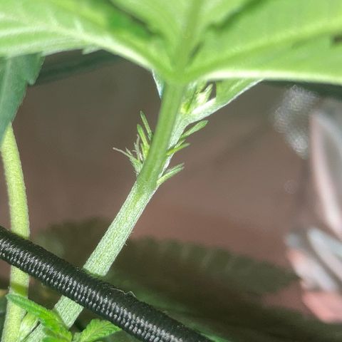 Karen growlog photo: First signs of pistons 