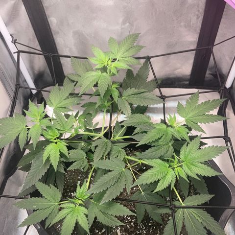 Karen growlog photo: First signs of pistons 
