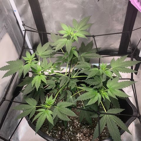 Karen growlog timeline photo