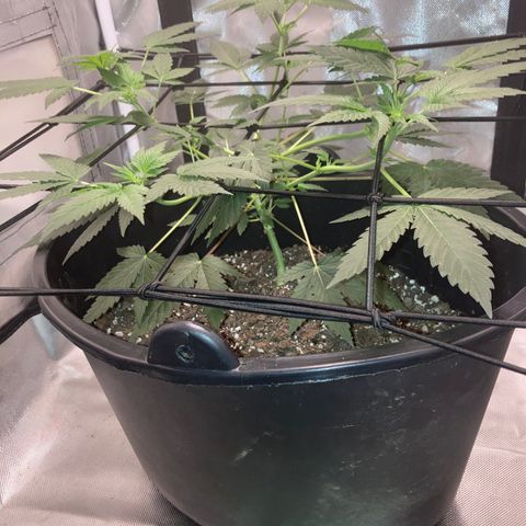Karen growlog timeline photo