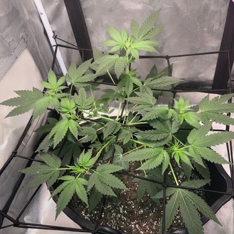 Karen growlog timeline photo