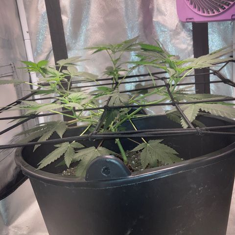 Karen growlog timeline photo
