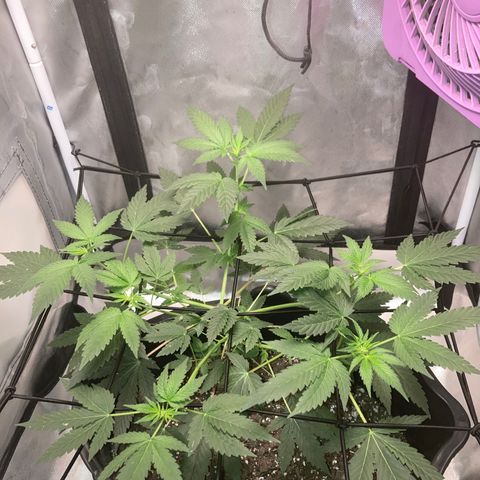 Karen growlog photo: Canopy almost 1ft 