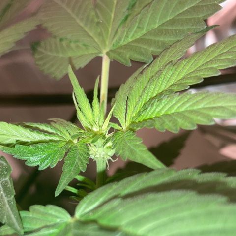 Karen growlog photo: Canopy almost 1ft 