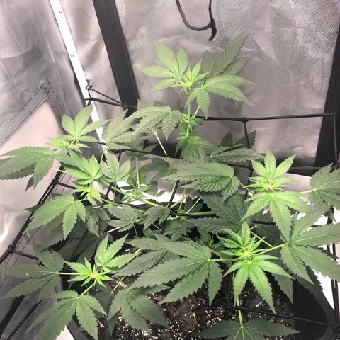 Karen growlog timeline photo