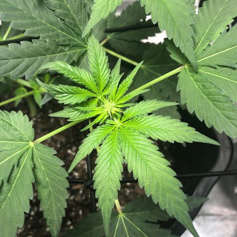 Karen growlog timeline photo