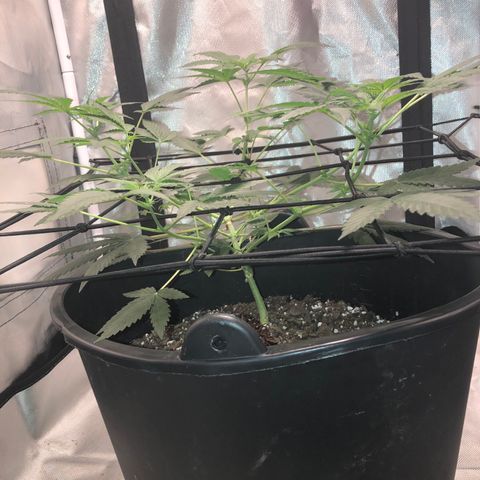 Karen growlog timeline photo