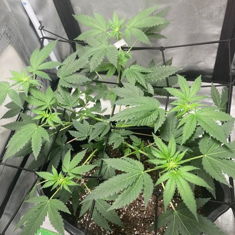 Karen growlog timeline photo