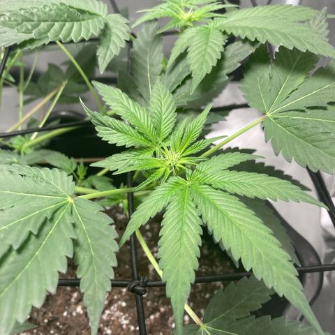 Karen growlog timeline photo