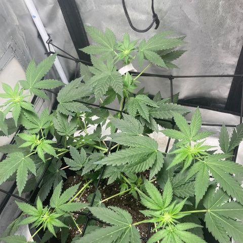 Karen growlog timeline photo