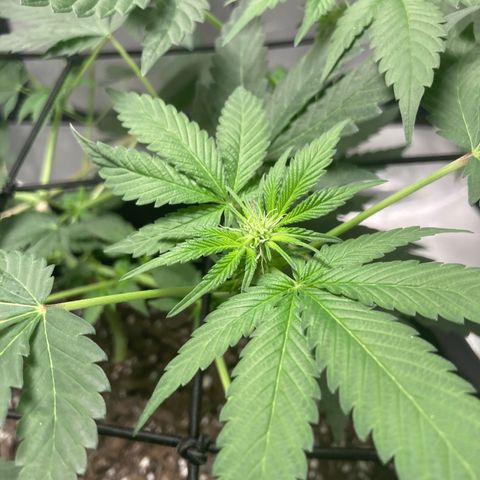 Karen growlog timeline photo