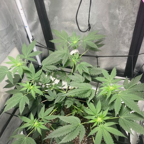 Karen growlog timeline photo