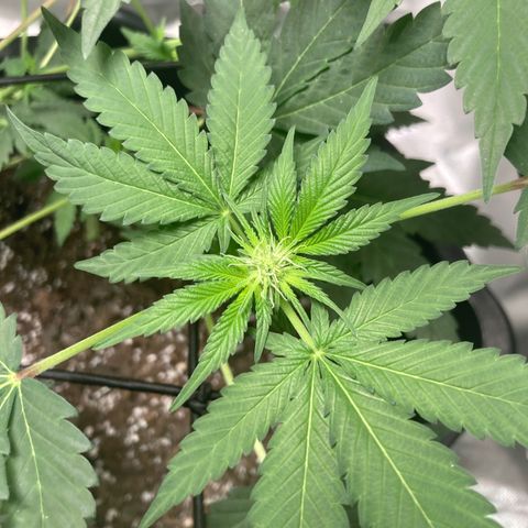 Karen growlog timeline photo