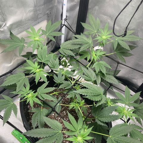 Karen growlog timeline photo