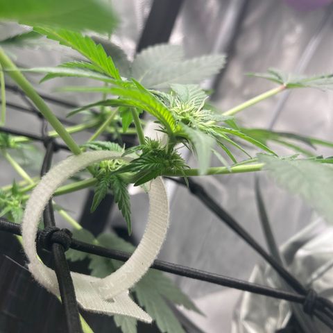 Karen growlog timeline photo