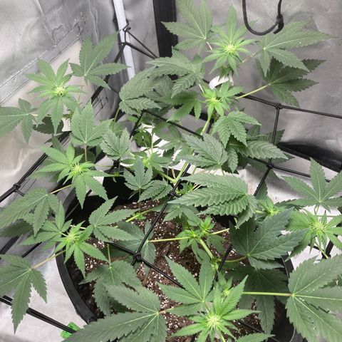 Karen growlog timeline photo