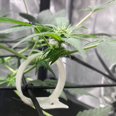Karen growlog timeline photo