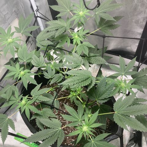 Karen growlog timeline photo