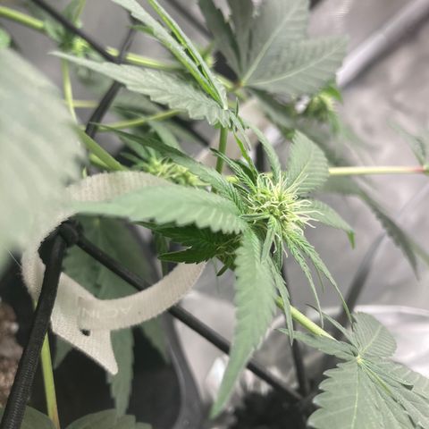 Karen growlog timeline photo