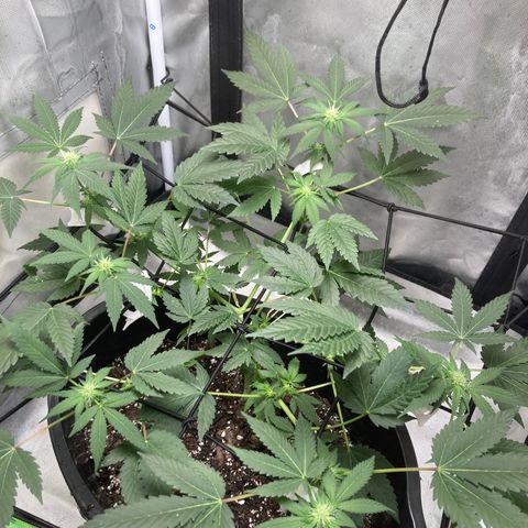 Karen growlog photo: Canopy roughly 11in 