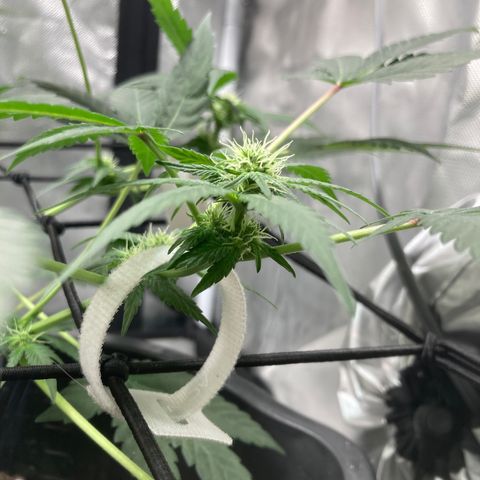 Karen growlog photo: Canopy roughly 11in 