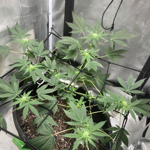 Karen growlog timeline photo