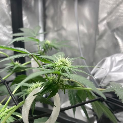 Karen growlog timeline photo
