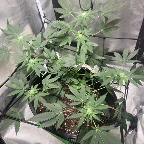 Karen growlog timeline photo