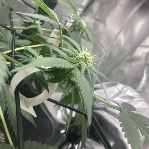 Karen growlog timeline photo