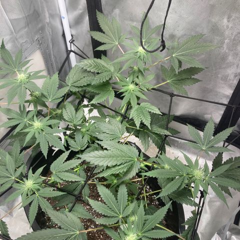Karen growlog timeline photo