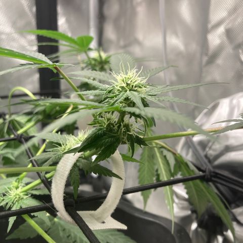 Karen growlog timeline photo