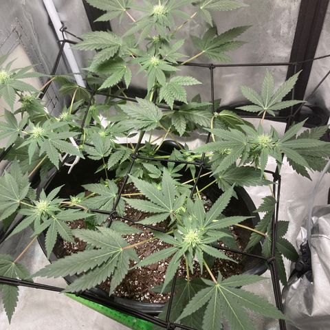 Karen growlog timeline photo