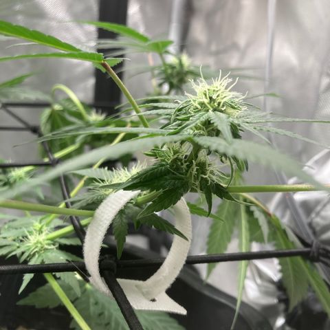 Karen growlog timeline photo