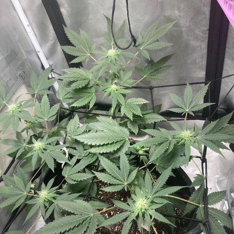Karen growlog timeline photo