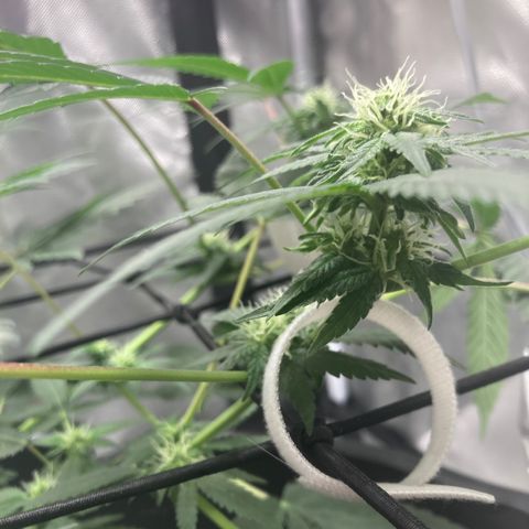 Karen growlog timeline photo
