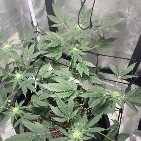 Karen growlog timeline photo