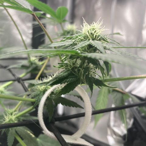 Karen growlog timeline photo