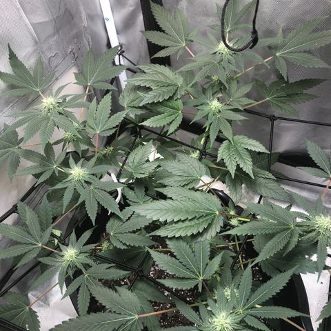 Karen growlog timeline photo