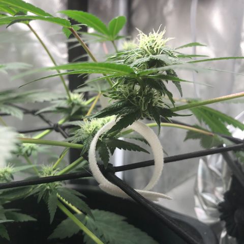 Karen growlog timeline photo