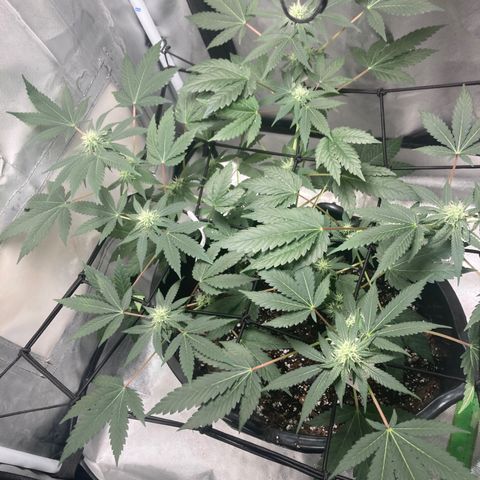 Karen growlog timeline photo